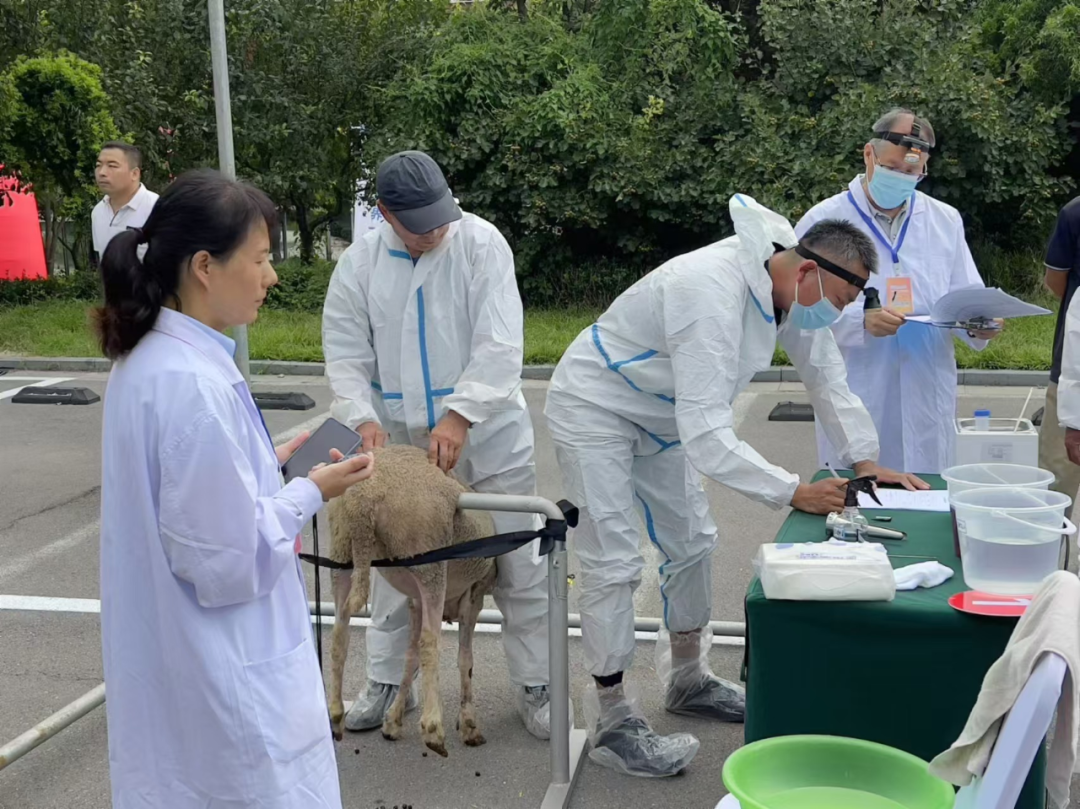 夺魁!廊坊职业技术学院动物科学与技术系教师在京津冀家畜繁殖员职业技能大赛中荣获第一名!